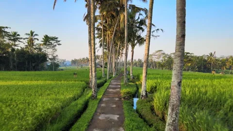 Path Between The Rice Fields Under Tower... | Stock Video | Pond5