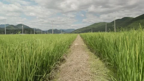Path Between Ripening Rice Fields with Mountains in the Distance Stock Footage 344739906