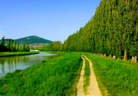 Path between the river and abele trees in summer, Slovakia Stock Photos