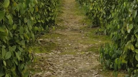 Path Between The Rows Of Black Pepper Stock Footage 62762212