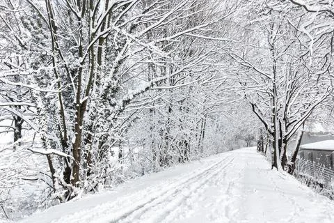 Path between rows of trees in the countryside, covered in snow in winter Stock Photos