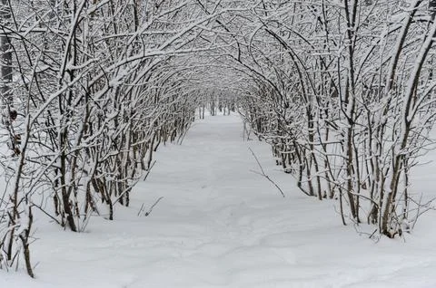A path between rows of trees covered in snow. The trees on either side crea.. Stock Photos
