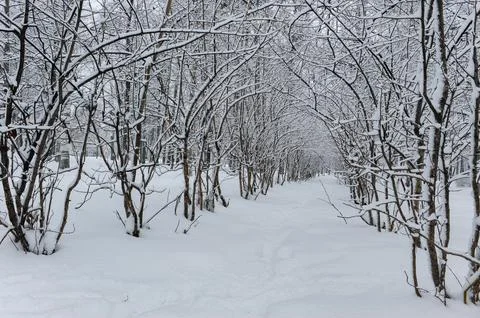 A path between rows of trees covered in snow. The trees on either side crea.. Stock Photos