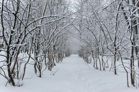 A path between rows of trees covered in snow. The trees on either side crea.. Stock Photos