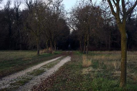 Path between rows of trees that goes in a forest in the shade at sunset Stock Photos