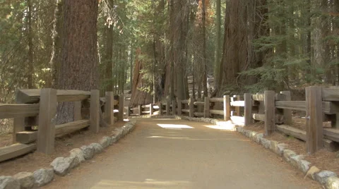 Path between the Sequoia trees of Sequoia National Park Stock Footage 48441833