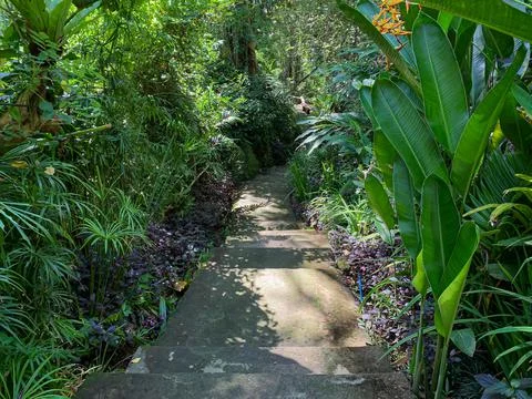 The path between the shady trees. The path leads to the middle of the forest. Foto stock