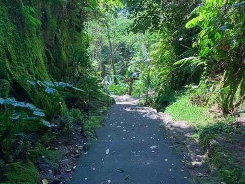 The path between the shady trees. The path leads to the middle of the forest. Stock Photos
