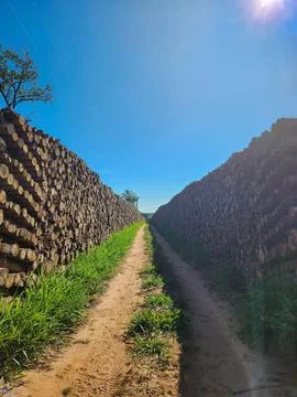Path between stacked logs Stock Photos