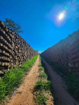 Path between stacked logs Stock Photos