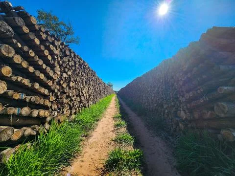Path between stacked wooden logs Stock Photos