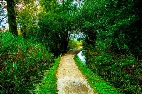 Path between swamps Stock Photos
