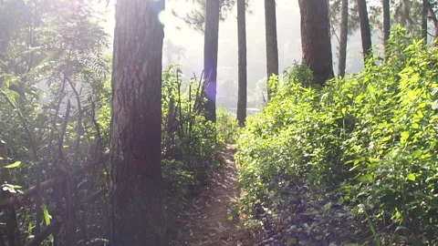 A path between tall trees in a green forest in Sri Lanka in the morning sun Stock Footage 153044215
