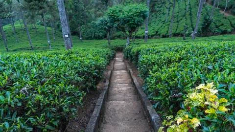 Path Between Tea Bushes On A Tea Plantation Stock Photos