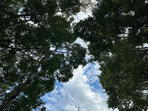 Path Between Trees and Blue Sky Stock Photos