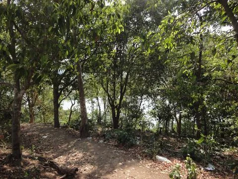 The path between the trees and shrubs near the lake Stock Photos