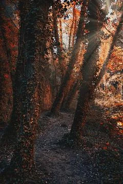 A path between trees in autumn at sunset Stock Photos