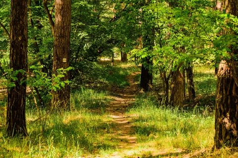 A path between the trees in the castle park in Straznice. Stock-Fotos