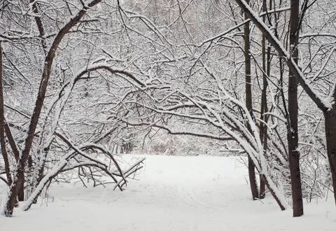 A path between trees covered with snow Stock Photos