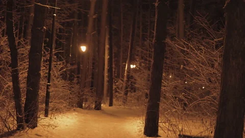 The path between the trees is covered with snow.Trees branches covered with 스톡 동영상 166683671