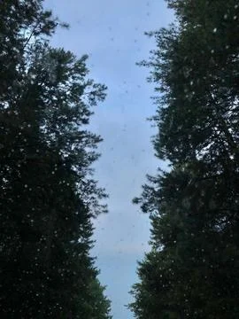 Path between trees at dawn Stock Photos