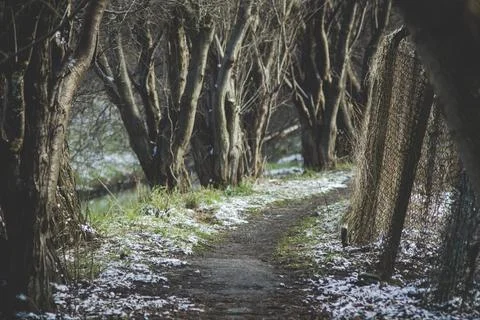 Path between trees during winter season Stock Photos