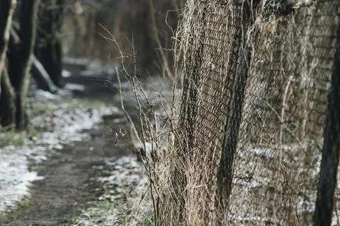 Path between trees during winter season Foto stock