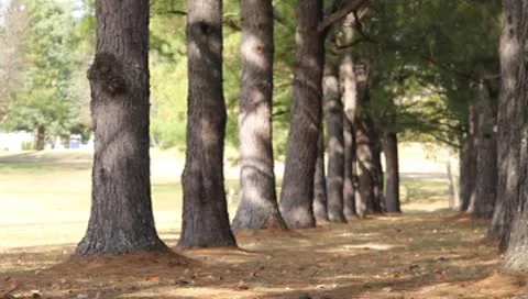 Path between trees Vidéo 8961605