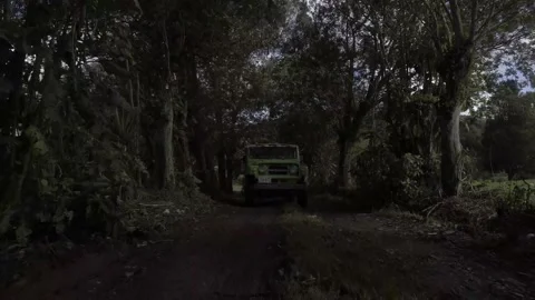 Path between trees 動画素材 219832584