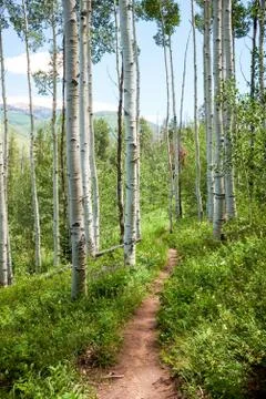 Path between trees in forest Stock Photos
