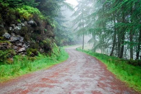 A Path between trees in Glendalough (Ireland) Stock Photos