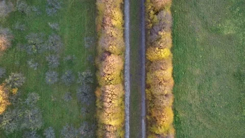 Path between the trees from a height Stock Footage 163766613