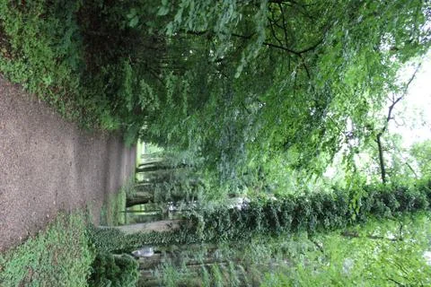 Path between trees with ivy Stock Photos