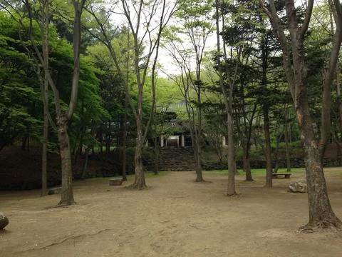 A path between trees leading to the Asian gate and a stone staircase Foto stock