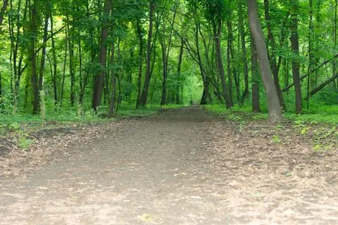 A path between the trees leading into the distance Stock Photos
