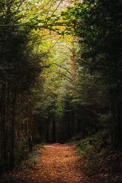 A path between the trees of the lush forest of the Ordesa National Park, in.. Stock Photos