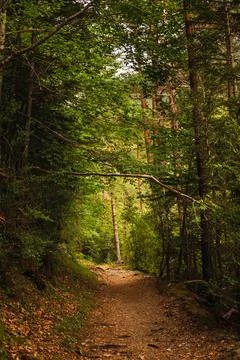 A path between the trees of the lush forest of the Ordesa National Park, in.. Stock Photos