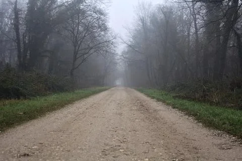 Path between trees in a park on a foggy day in the italian countryside in w.. Stock Photos