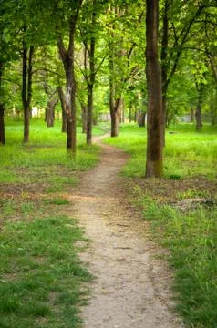 Path between trees in the park Stock Photos