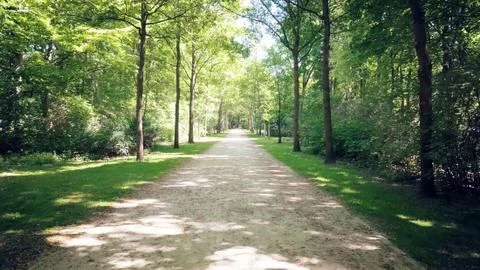 Path between trees in the park. Stock Photos