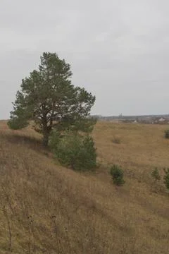 A path between the trees. Stock Photos