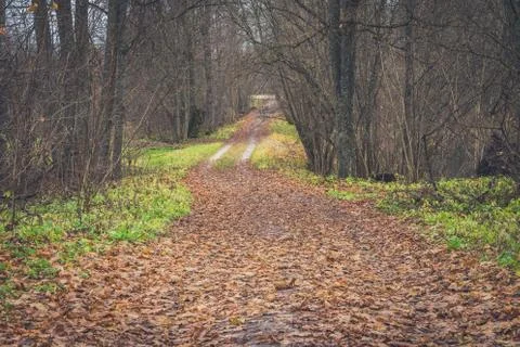 A path between the trees. Stock Photos