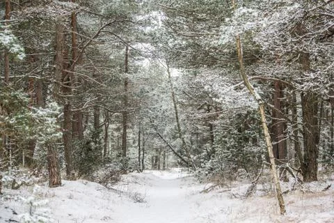 Path between trees Stock Photos