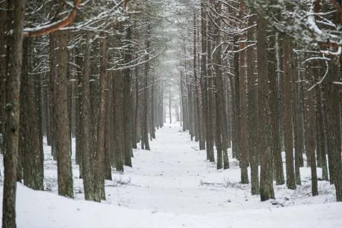 Path between trees Stock Photos
