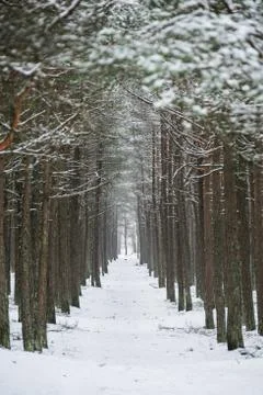 Path between trees Stock Photos