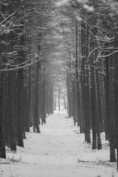 Path between trees Stock Photos