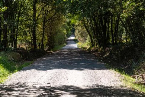 Path between the trees Foto stock