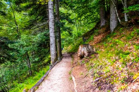 Path between trees two Stock Photos