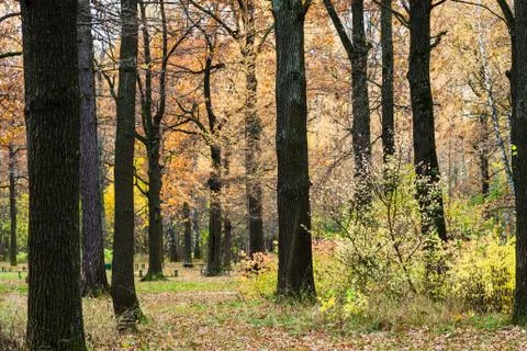 Path between trees in urban park in in autumn Stock Photos