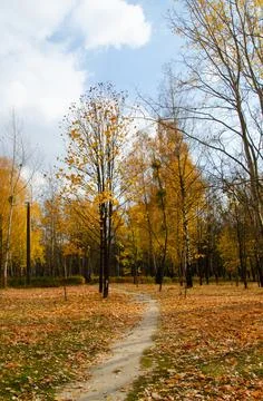 Path between trees with yellow leaves in city park with copy space. Stock Photos